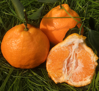 dekopon orange