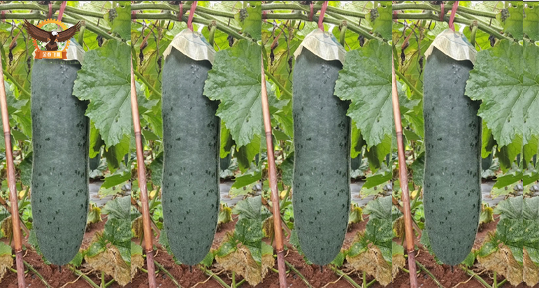 Wax gourd